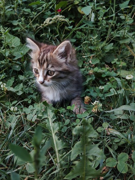 Котята бесплатно