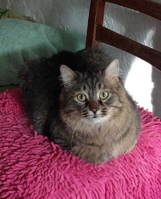 Шикарный сибиряк Кеша ищет дом!