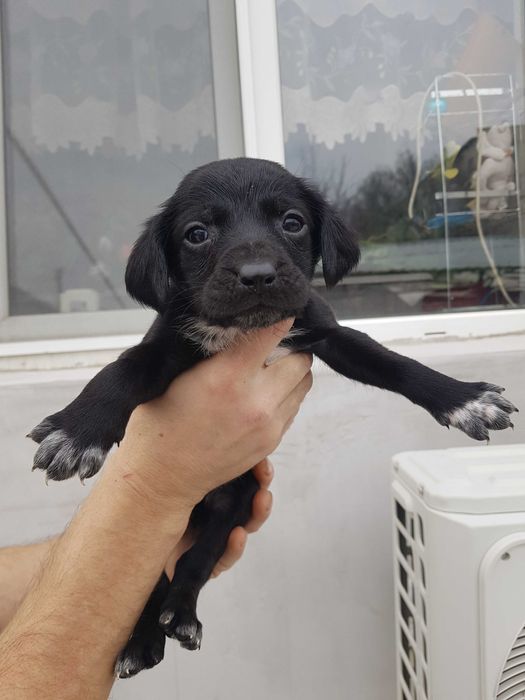 отдам бесплатно в добрые руки