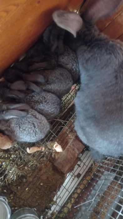 Кролики домашние