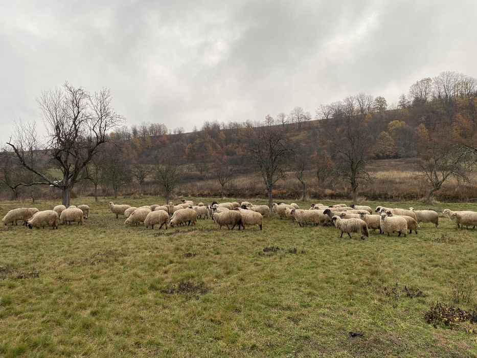 Oi Turcana de vanzare