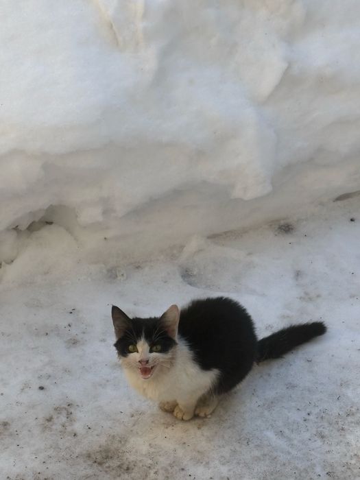 Котенок маленький