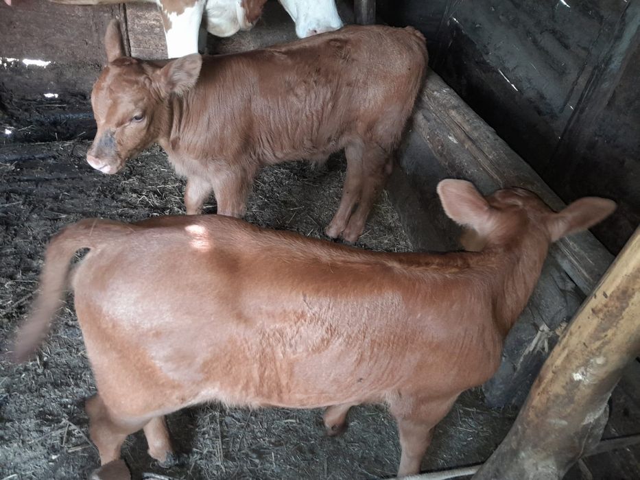 Vând vitei Metis cu Angus