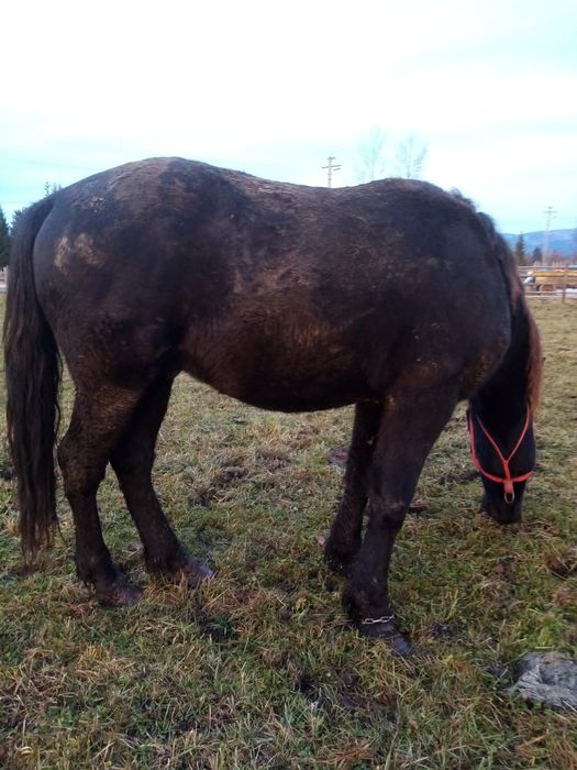 Mânz de 1an jumătate