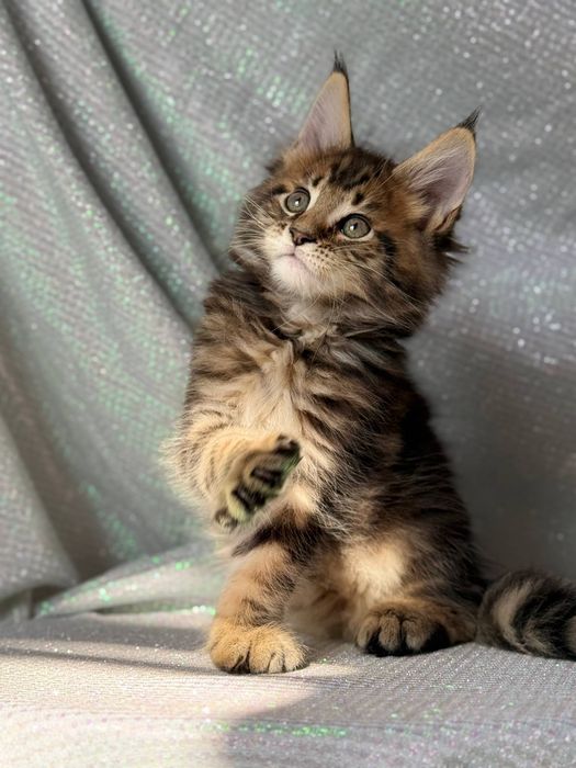 Шикарный котик Мейн-кун — 1.5 месяца