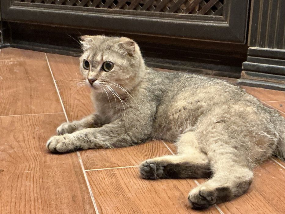 Срочно кошка золотая шиншилла