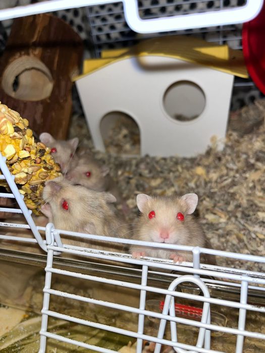 Pui de hamster pitic siberian