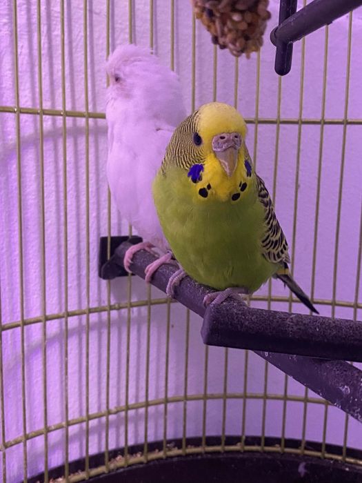 Vând papagali rasa Peruși