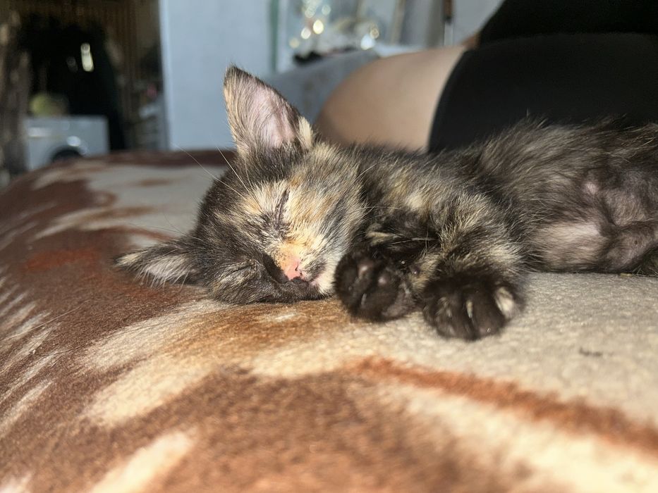 Отдам даром двух котят