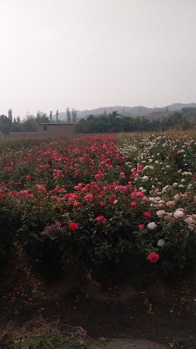 Манзаралик ланшаб декоративни сотувда