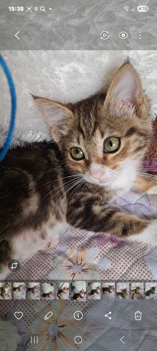 Котята ищут семьи!
