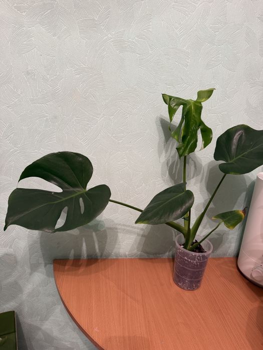 монстера делициоза