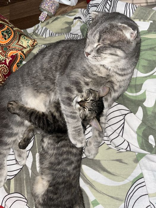2кота 1кошка умные у всех