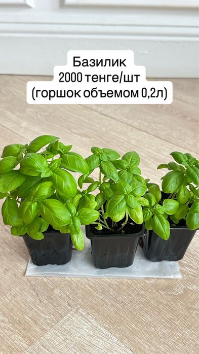 Розмарин, Базилик, мята, руккола