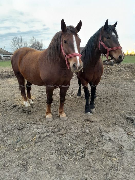 Vând cai și oi 12 bucati