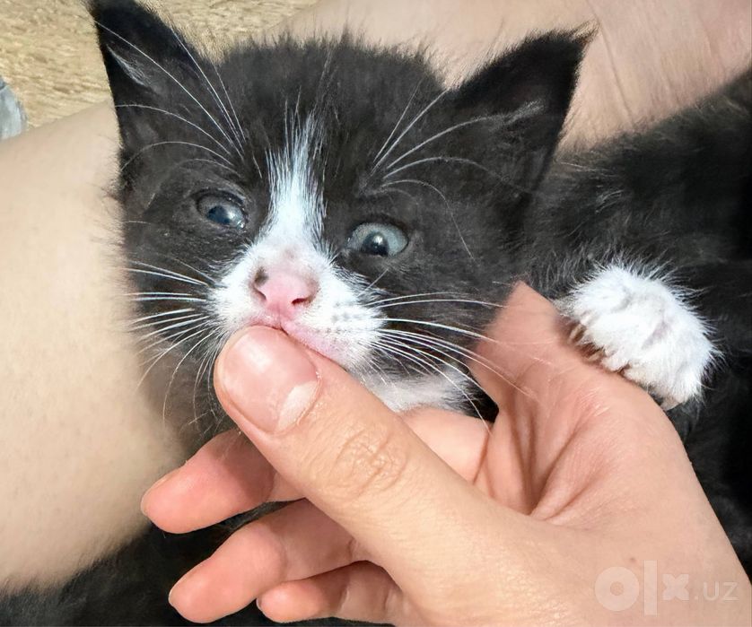 Котенок в добрые руки!