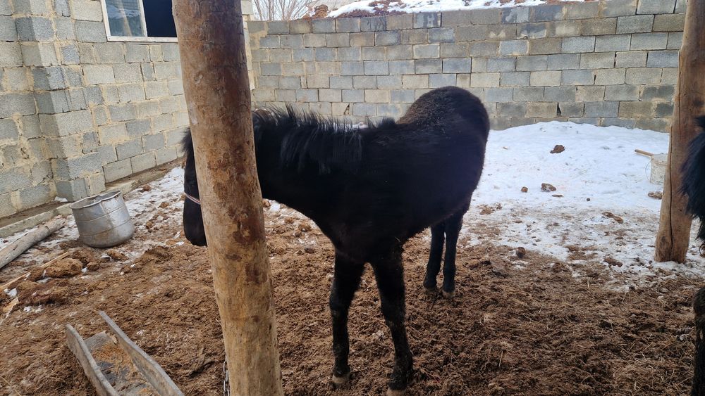 1 жасар еркек тайлар сатылады