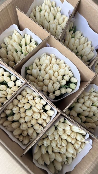 Тюльпаны оптом и в розницу