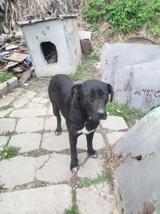 Приму корм в помощь