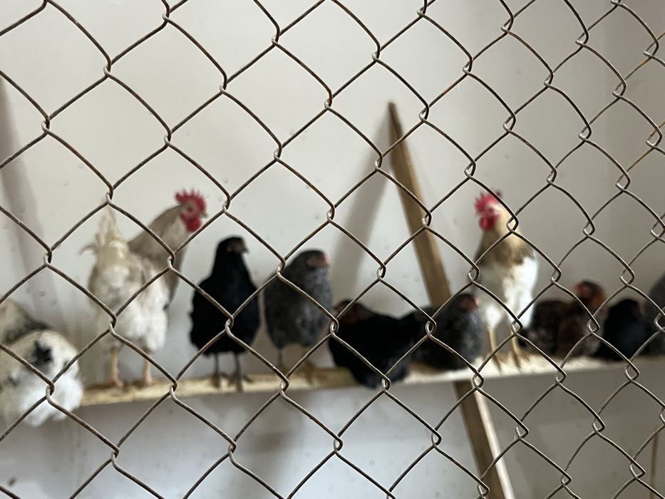 Әтештер сатылады.