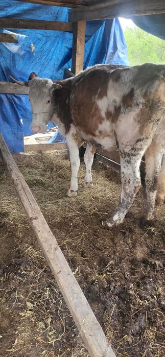 Vaci cu vitel de vânzare