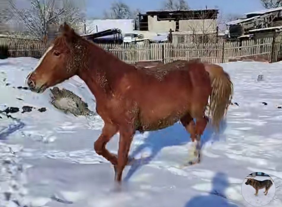 Семиз кунан сатылады
