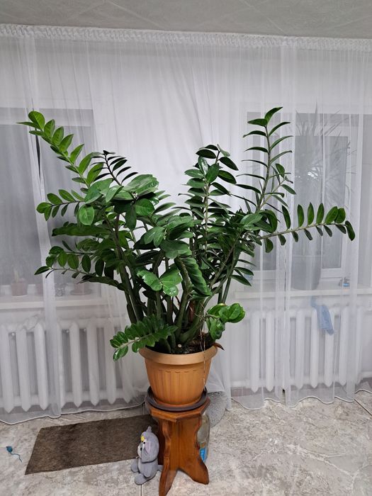 крупный замиокулькас (долларовое дерево)