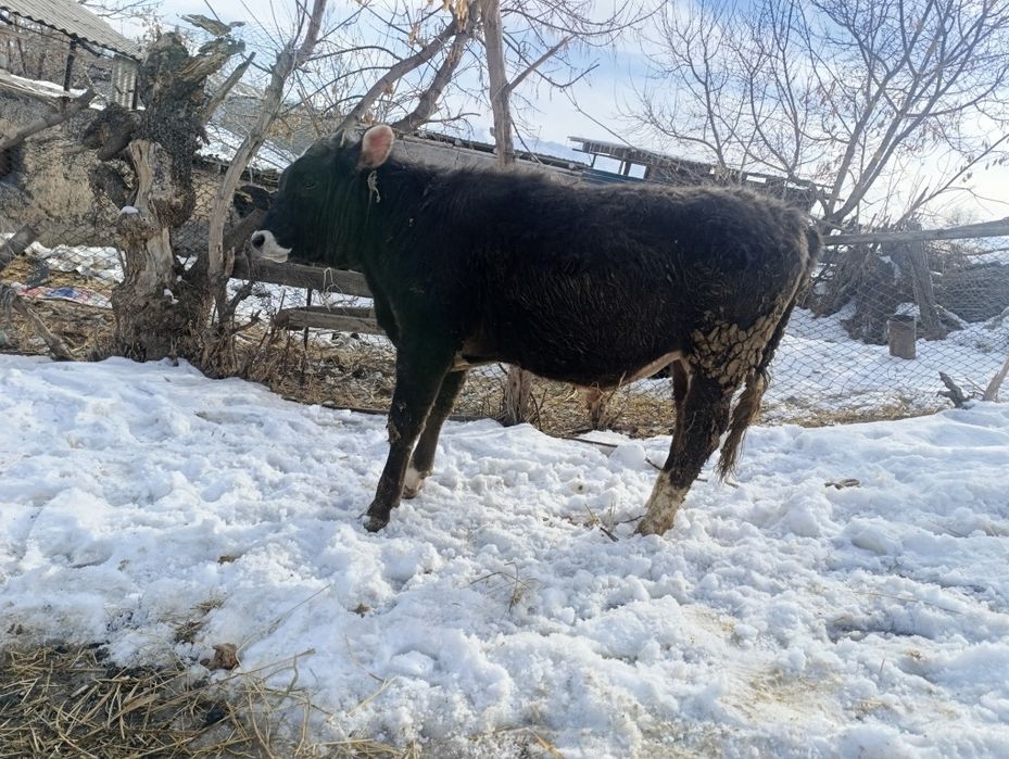 Продам хорошего быка