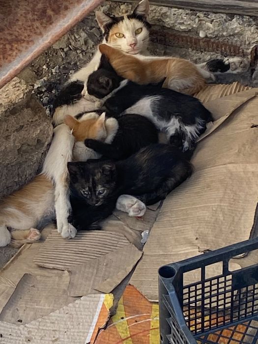 Котята ищут дом!