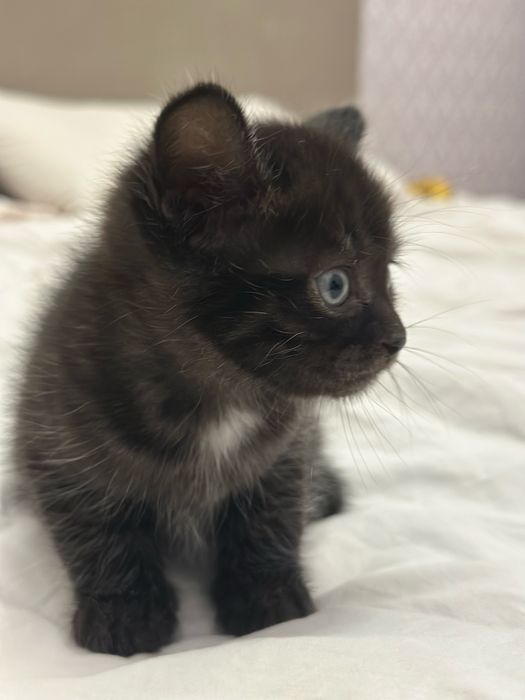 Котята, две девочки, в хорошие руки