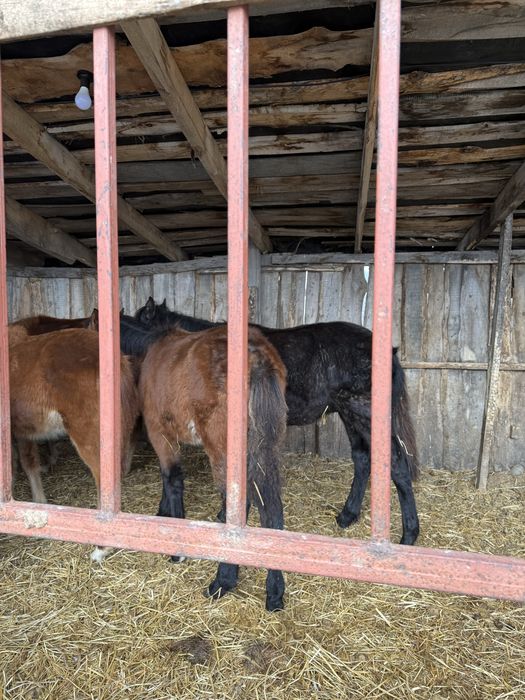 Продам жеребят кобылешки крупные