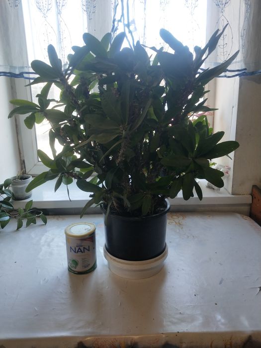 Молочай миля крупноцветковый