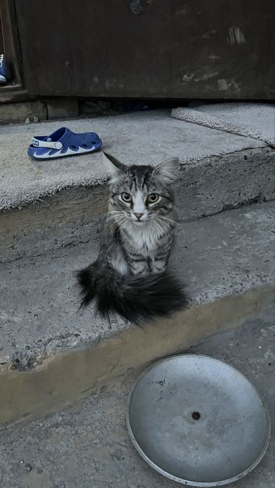 отдам котенка мальчик