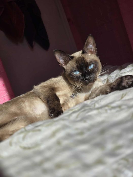 Продавам Сиамска котка