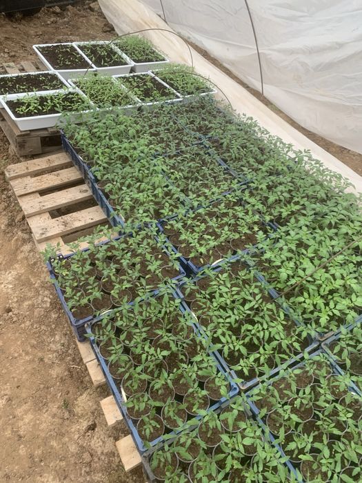 Предлагаме разсад чушки,домати,краставици, дини и пъпеш!!!