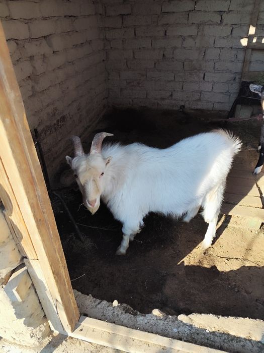 Пародистый теке сатамын