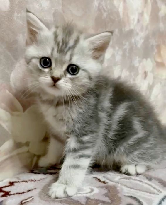 Котик и кошечка шотландские прямоухие