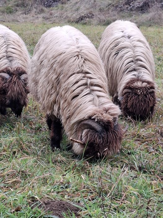 Berbeci bucalai 3 bucati