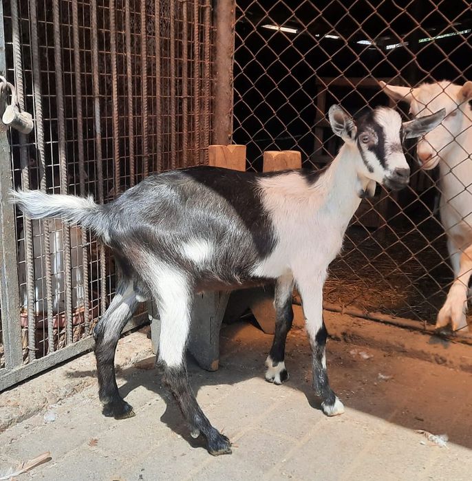 Продам молодых козлов