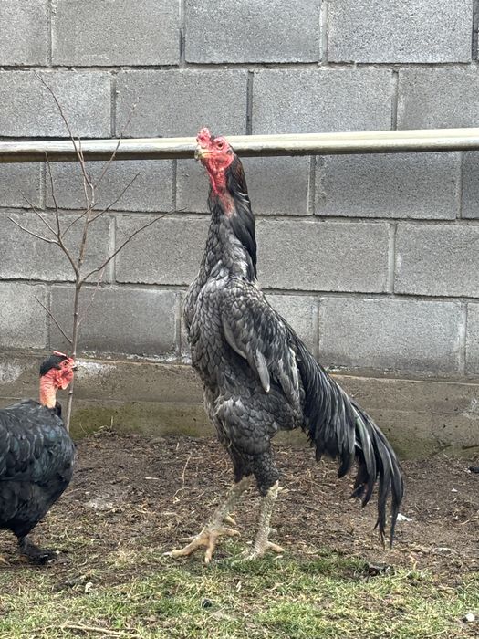 Петух вьетнам ганой