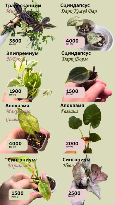 Комнатные растения разные