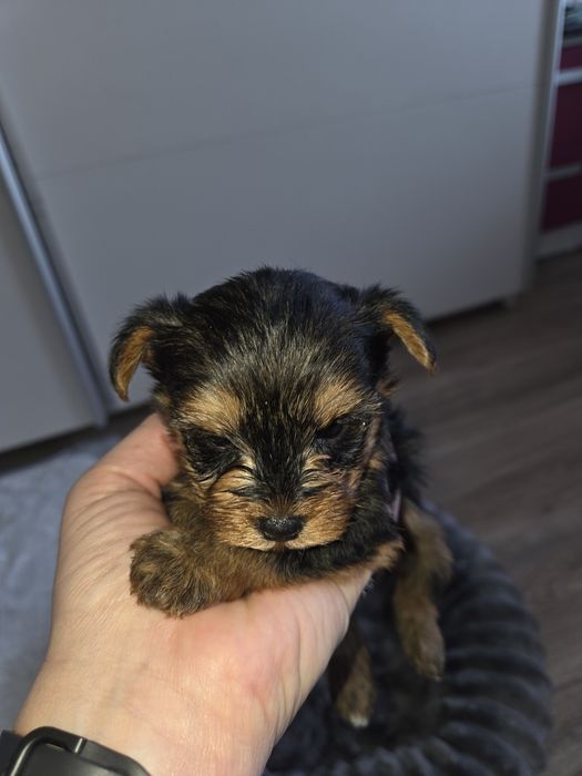 Мини Йорки момчета