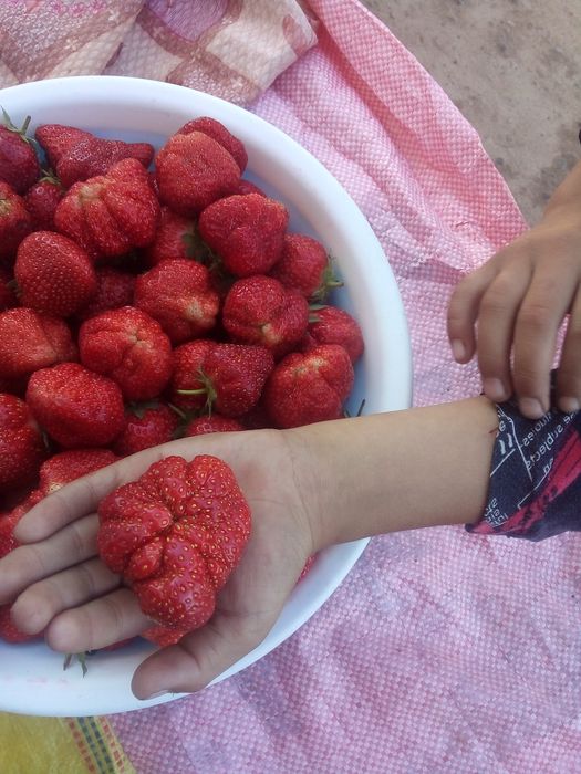 Qulupnay    kòcat   bor    surxondaryo     sariosiyo