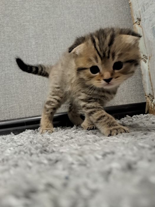 Животные кошки .