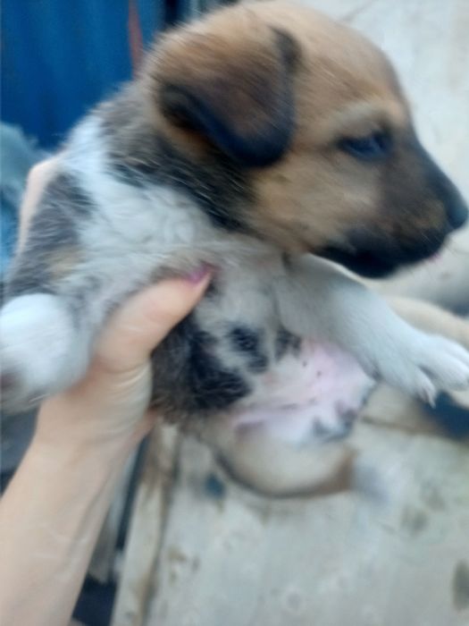 Отдам щенков,девочек