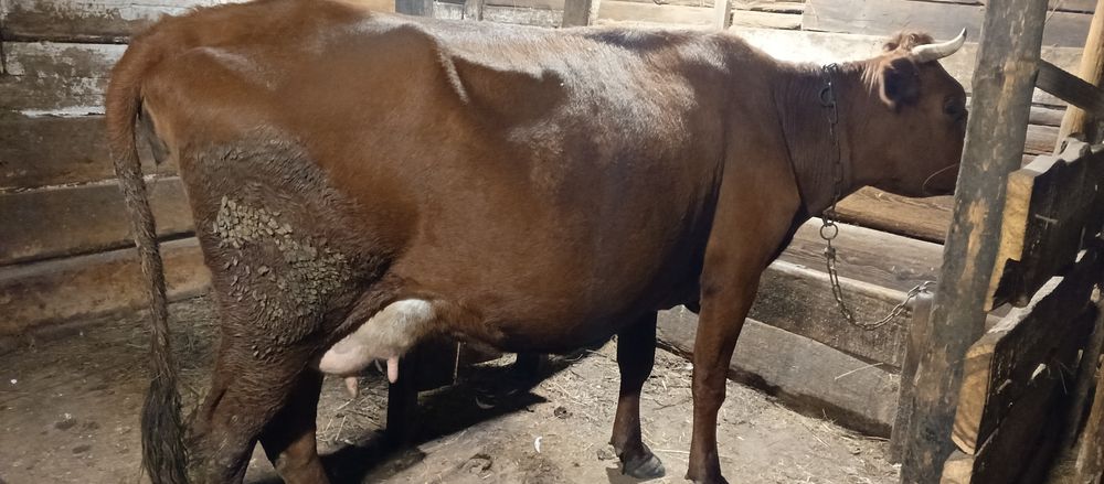КрС.Продам дойную корову