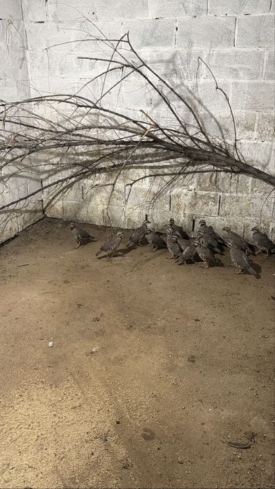 Молодые кеклики куры цыплята