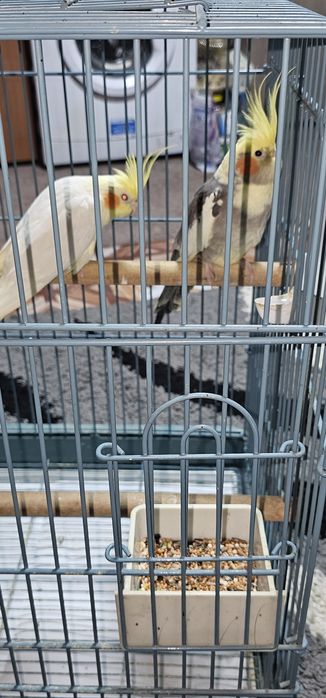 De vânzare Nimfe pereche vârsta 2 ani!     Cu tot cu colivie!!