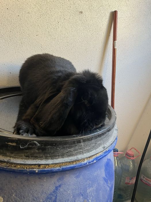 Iepuri berbec german