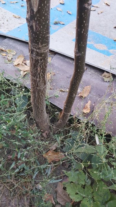 Орех грецкий дерево около 2х метров